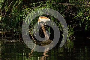 Squacco Heron Ardeola ralloides in beautifull sunset light in