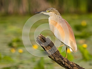 Squacco Heron Ardeola ralloides on a Branch with natural water lily background at sunset