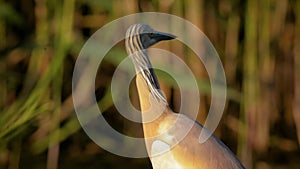 Squacco Heron Ardeola ralloides close up, portrait, calm