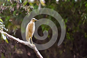 The squacco heron Ardeola ralloides in the Danube Delta Biosphere Reserve in Romania