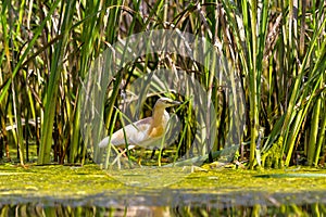 The squacco heron Ardeola ralloides in the Danube Delta Biosphere Reserve in Romania