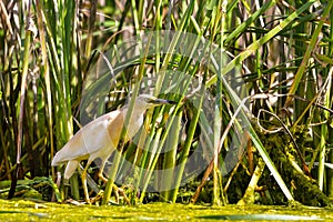 The squacco heron Ardeola ralloides in the Danube Delta Biosphere Reserve in Romania