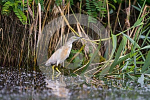 The squacco heron Ardeola ralloides in the Danube Delta Biosphere Reserve in Romania
