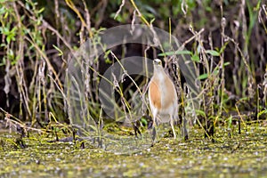 The squacco heron Ardeola ralloides in the Danube Delta Biosphere Reserve in Romania