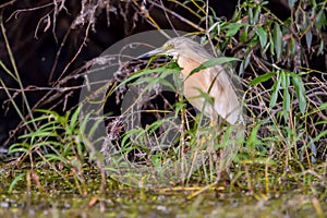 The squacco heron Ardeola ralloides in the Danube Delta Biosphere Reserve in Romania