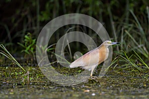 The squacco heron Ardeola ralloides in the Danube Delta Biosphere Reserve in Romania