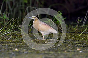 The squacco heron Ardeola ralloides in the Danube Delta Biosphere Reserve in Romania