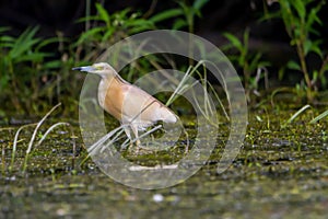 The squacco heron Ardeola ralloides in the Danube Delta Biosphere Reserve in Romania