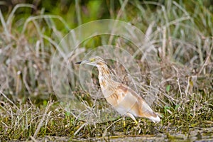 The squacco heron Ardeola ralloides in the Danube Delta Biosphere Reserve in Romania