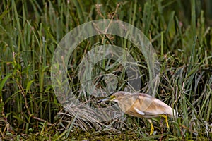 The squacco heron Ardeola ralloides in the Danube Delta Biosphere Reserve in Romania