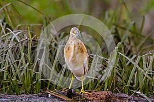 The squacco heron Ardeola ralloides in the Danube Delta Biosphere Reserve in Romania