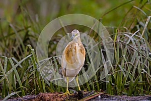 The squacco heron Ardeola ralloides in the Danube Delta Biosphere Reserve in Romania