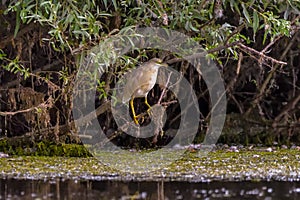 The squacco heron Ardeola ralloides in the Danube Delta Biosphere Reserve in Romania