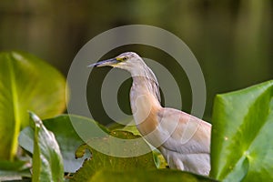 The squacco heron Ardeola ralloides in the Danube Delta Biosphere Reserve in Romania