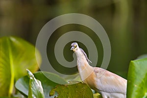 The squacco heron Ardeola ralloides in the Danube Delta Biosphere Reserve in Romania