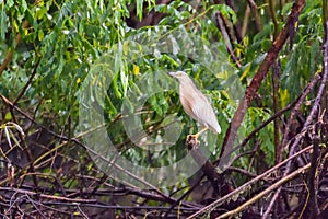 The squacco heron Ardeola ralloides in the Danube Delta Biosphere Reserve in Romania