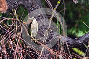 The squacco heron Ardeola ralloides in the Danube Delta Biosphere Reserve in Romania