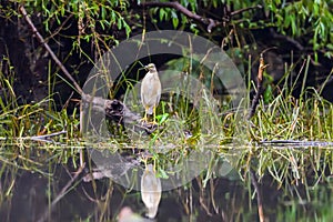 The squacco heron Ardeola ralloides in the Danube Delta Biosphere Reserve in Romania