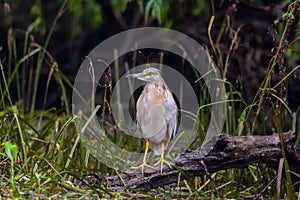 The squacco heron Ardeola ralloides in the Danube Delta Biosphere Reserve in Romania