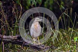 The squacco heron Ardeola ralloides in the Danube Delta Biosphere Reserve in Romania