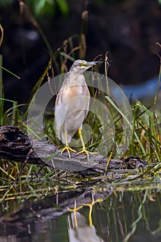 The squacco heron Ardeola ralloides in the Danube Delta Biosphere Reserve in Romania