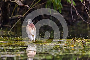 The squacco heron Ardeola ralloides in the Danube Delta Biosphere Reserve in Romania