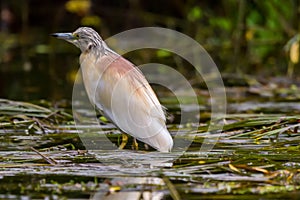 The squacco heron Ardeola ralloides in the Danube Delta Biosphere Reserve in Romania