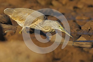 Squacco heron - Ardeola Ralloides - Papa ratos - bird