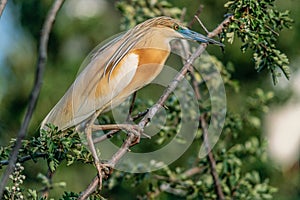 Squacco Heron (Ardeola ralloides) perched in a nesting heron colony