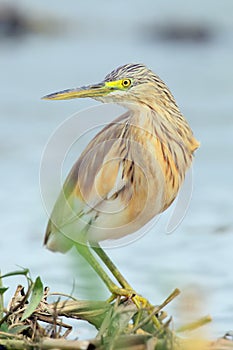 The squacco heron Ardeola ralloides standing on a floating island of reeds. Portrait of heron in the river