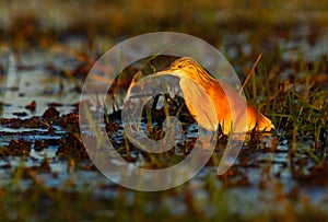 Squacco Heron, Ardeola ralloides, in the water, light orange bird in the nature habitat, Chobe National Park, Botswana, Africa
