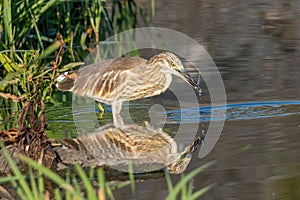 Squacco heron ardeola ralloides wild bird