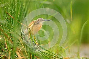 Squacco Heron, Ardeola ralloides, yellow water bird in the nature, water green grass in the background, Hungary.