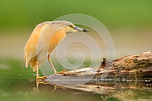 Squacco Heron, Ardeola ralloides, yellow water bird in the nature, water green grass in the background, Hungary.