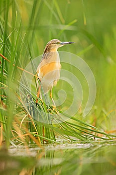 Squacco Heron, Ardeola ralloides, yellow water bird in the nature, water green grass in the background, Hungary.