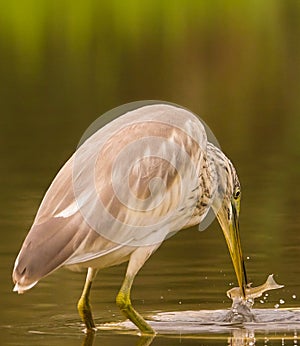 Squacco Heron catching a fish