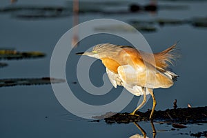 Squacco Heron fishing in a water lily field