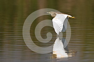 Squacco heron in flight