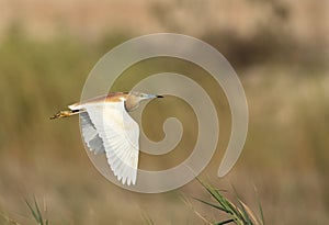 Squacco Heron in flight
