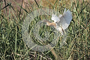 Squacco Heron in flight