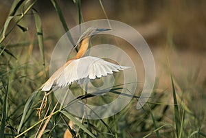 Squacco Heron in flight