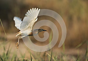 Squacco Heron in flight