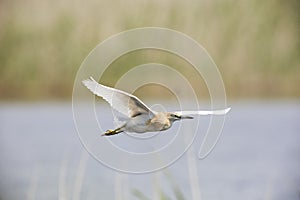 Squacco heron in flight