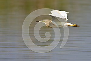 Squacco heron in flight