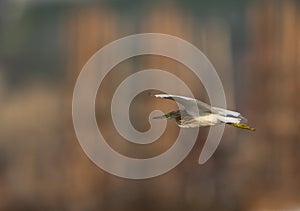 Squacco Heron flying at Asker marsh, Bahrain photo