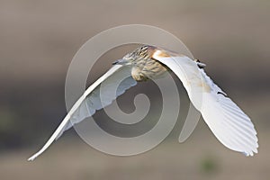 Squacco Heron flying in Southern Africa