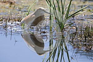 Squacco Heron hunting for food among reeds and water