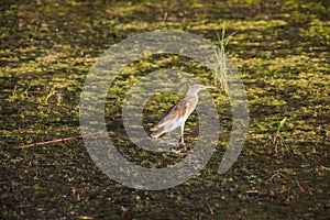 Squacco heron hunting for a prey