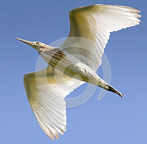 Squacco Heron isolated on deep blue sky / Ardeola