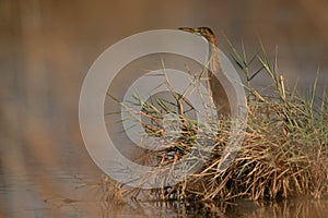 Squacco Heron in its habitat at Asker marsh, Bahrain